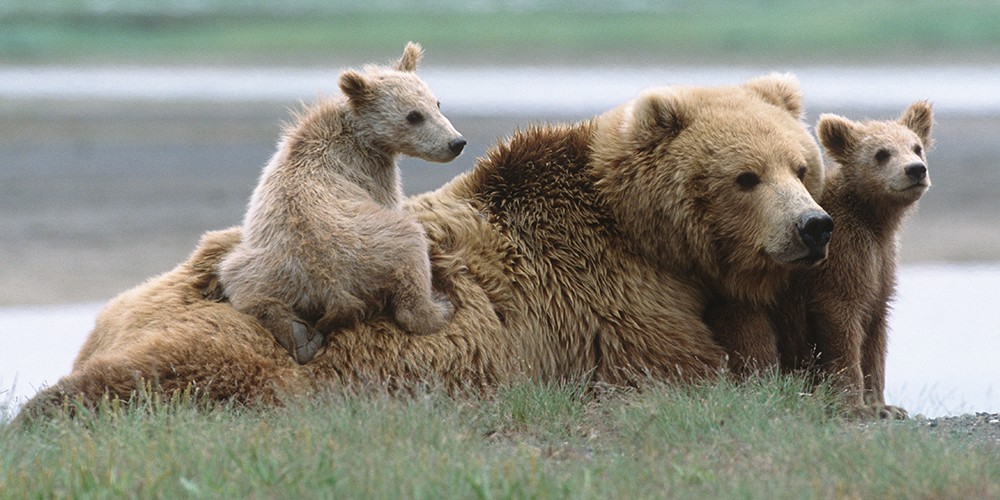 2016 Alaska Brown Bear Boat Photography Tour II photography