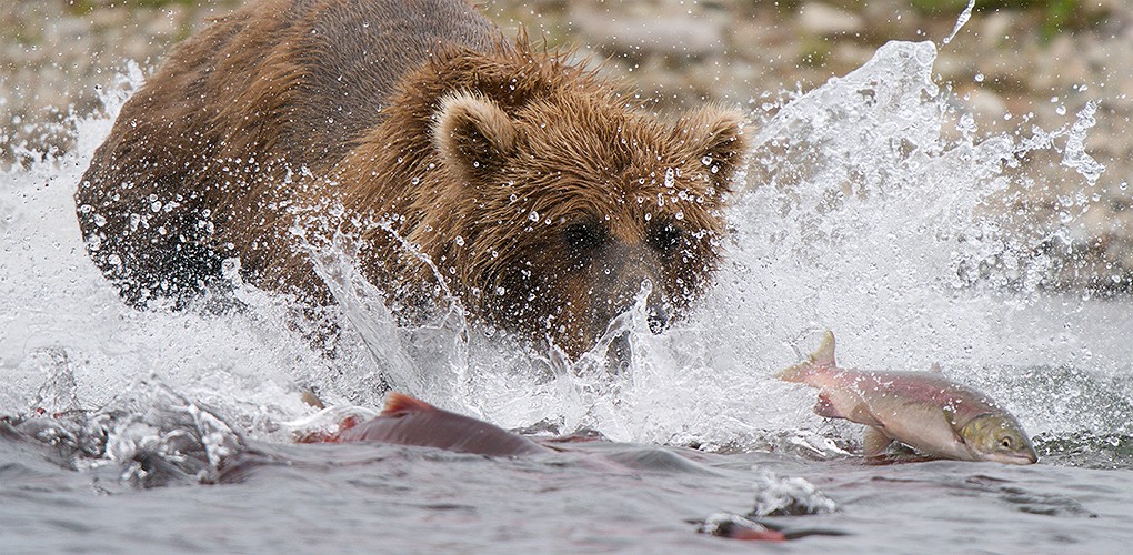 2026 Alaska Bears by Air Photography Tour photography