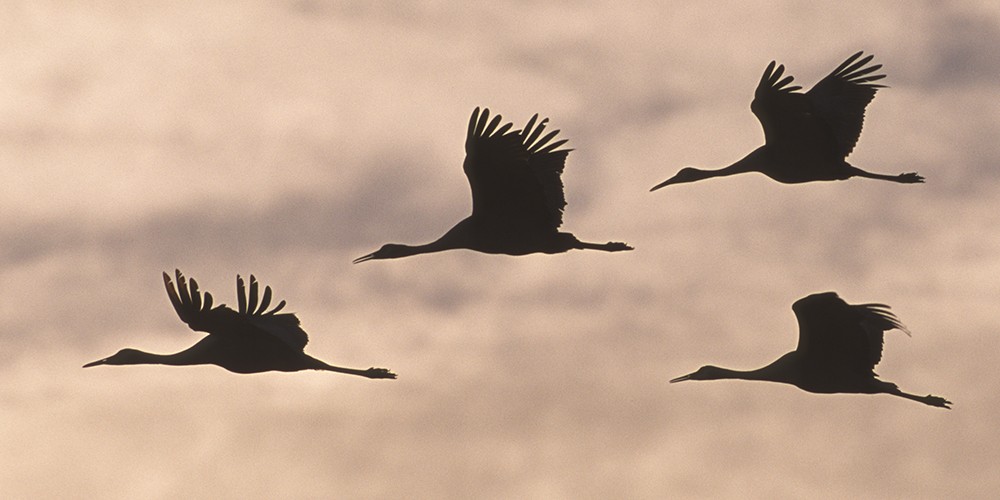 2018 Bosque del Apache Bird and White Sands Photography Tour I photography