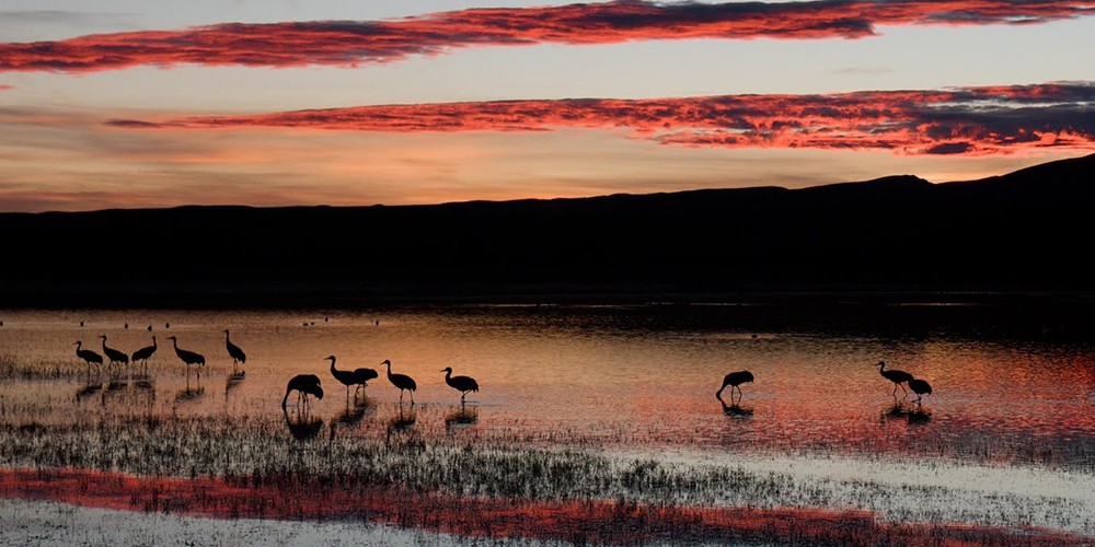 2019 Bosque del Apache Bird and White Sands Photography Tour photography