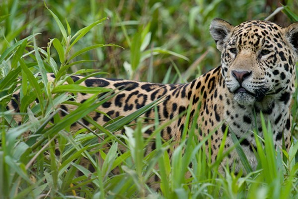 2017 Brazil Pantanal Jaguar Wildlife Photo Expedition photography