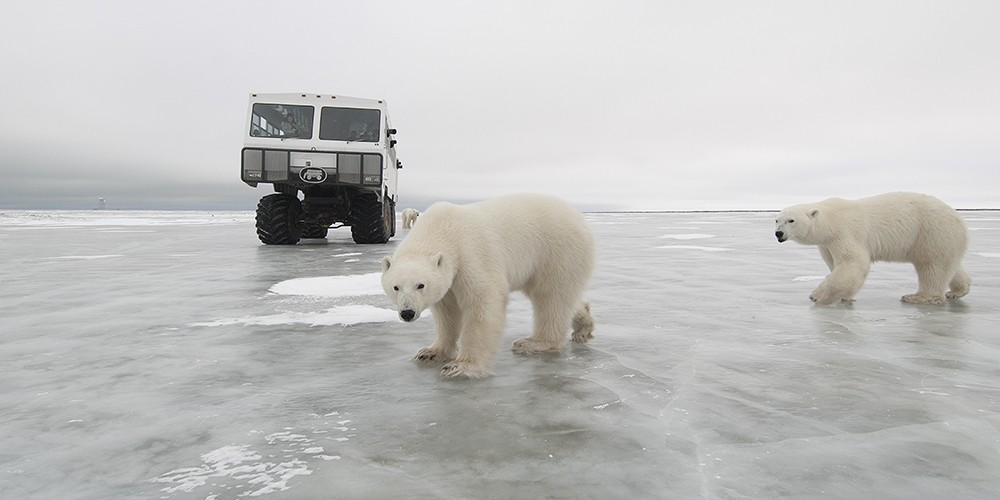 2024 Churchill Polar Bear Tour photography