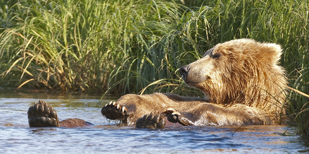 2018 Alaska Brown Bear Photography Tour II photography