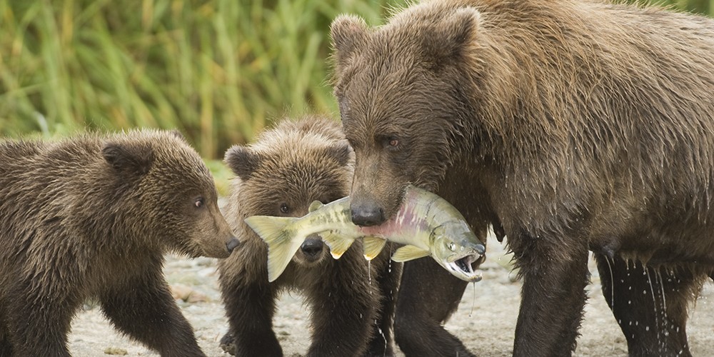 2014 Alaska Brown Bear Photography Tour photography