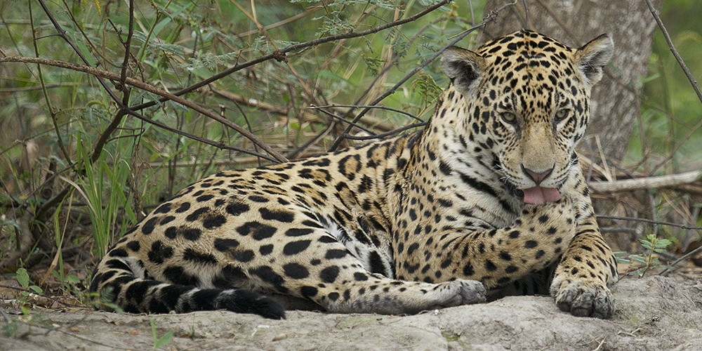 2016 Brazil Pantanal Jaguar Wildlife Photo Expedition II photography