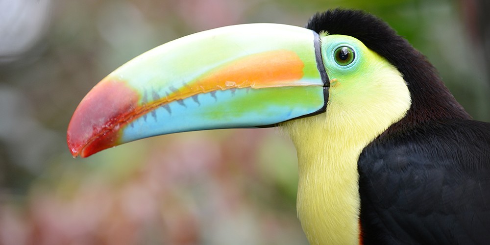 2015 Costa Rica Photography Tour photography
