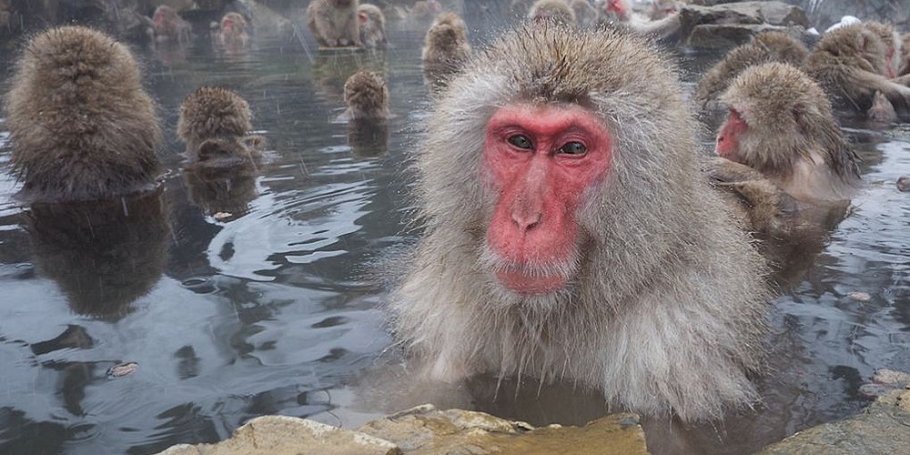 2026 Japan Winter Wildlife Photography Tour I photography
