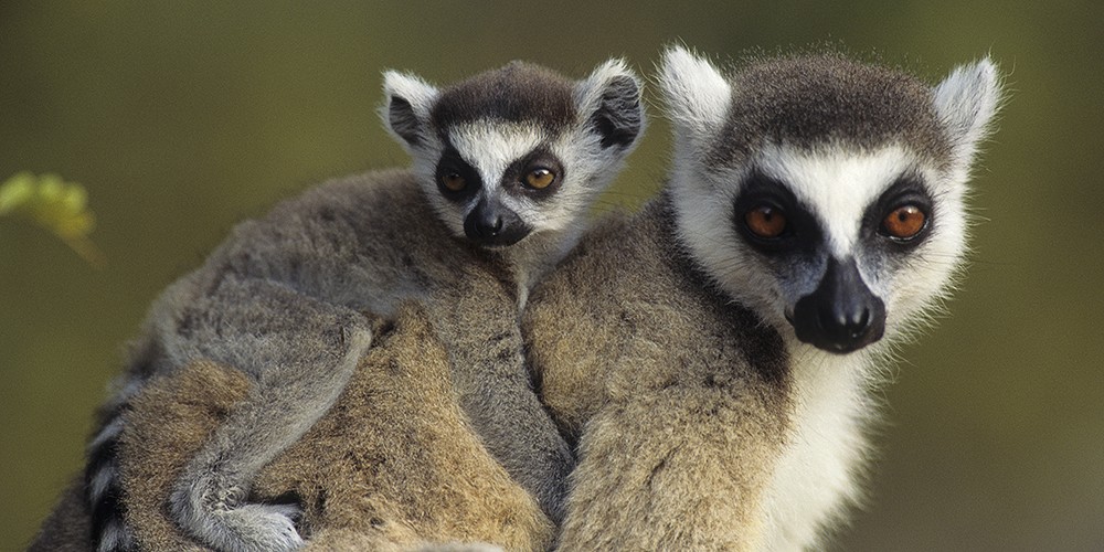 2018 Ultimate Madagascar Photography Tour photography
