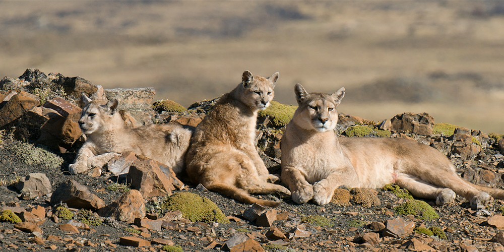 2026 Patagonia Puma Photography Tour I photography