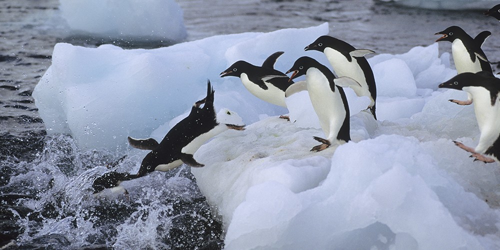 Seabourn Quest 21-Day Ultimate Antarctica and Patagonia photography