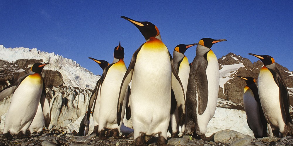 Seabourn Quest 24-Day Ultimate Holiday Antarctica, Patagonia and South Georgia Island photography