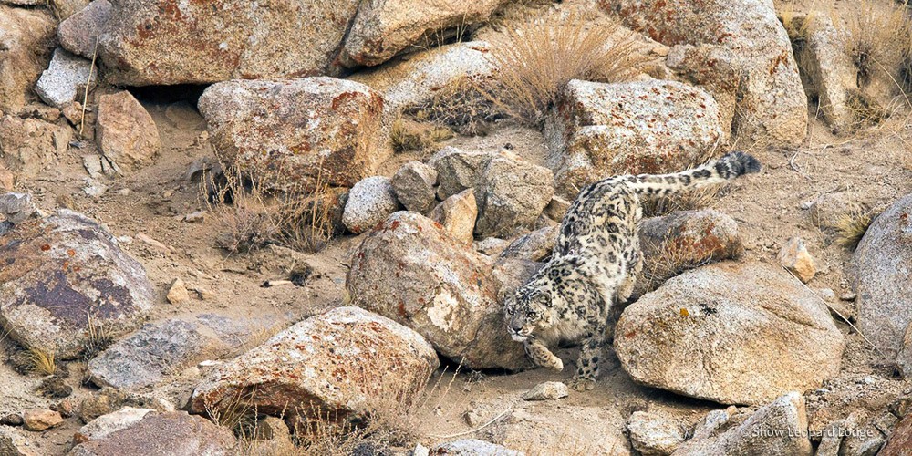 2020 Snow Leopard Photography Tour photography