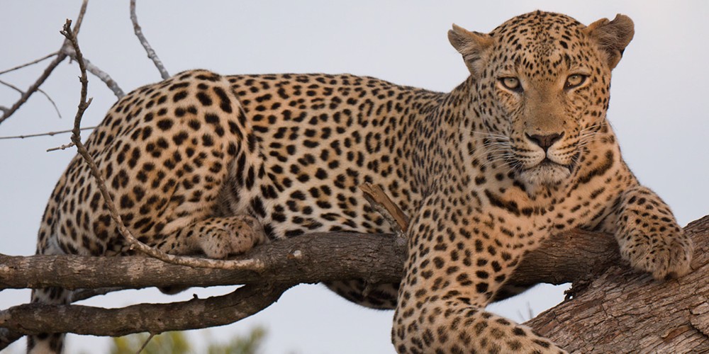 2021 South Africa Ultimate Cat Experience II photography