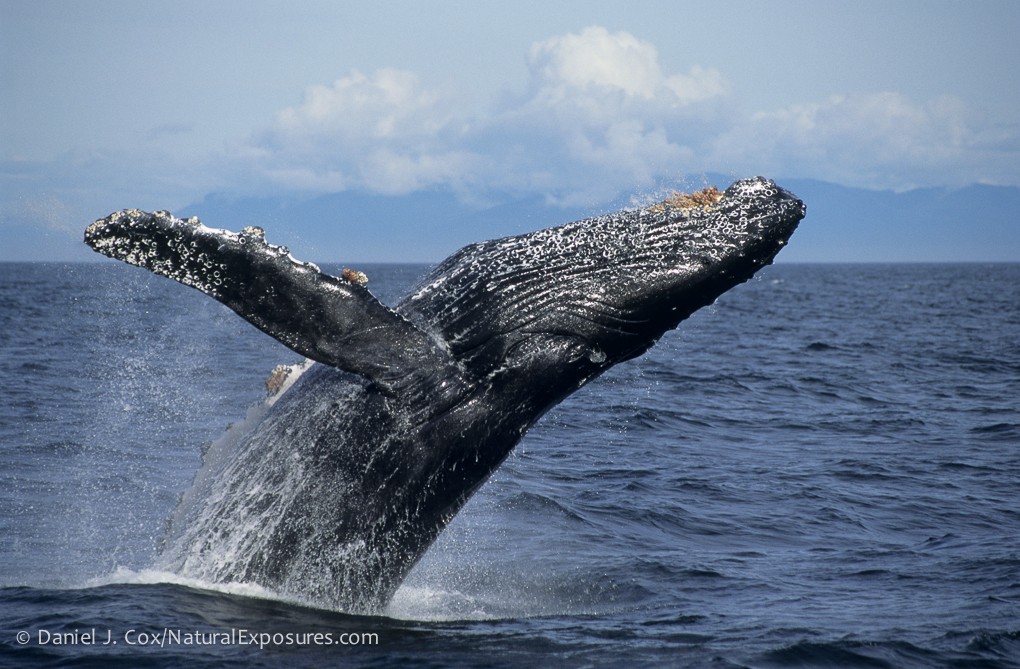 2015 Alaska Whale Watching Photo Expedition photography, photo 1