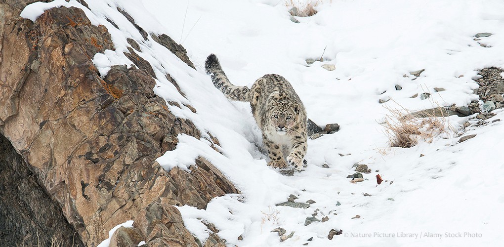 2023 Snow Leopard Photography Tour photography