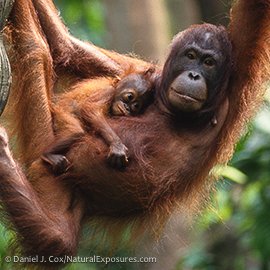 Orangutan in the Borneo rainforest