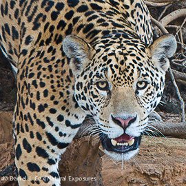 Jaguar in the Brazilian Pantanal