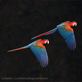 Red-and-green macaw in Brazil