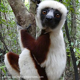 Madagascar rainforest wildlife