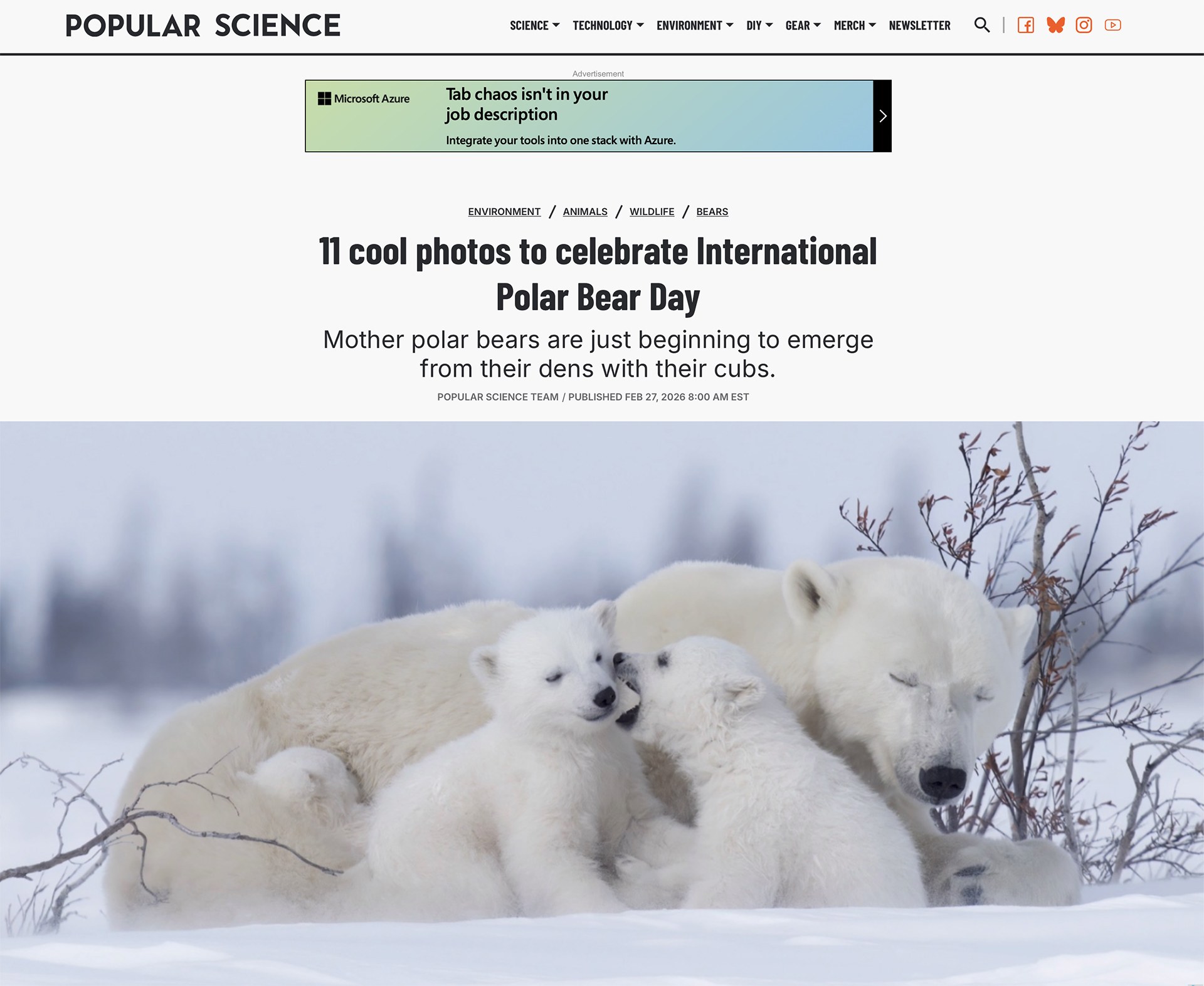 Popular Science story featuring Daniel J. Cox’s polar bear photographs