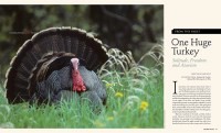 Cover of 2013 Fall Big Sky Journal: One Huge Turkey - Solitude, Freedom, Activism