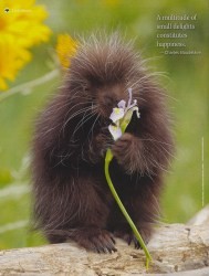 Cover of 2015 June/July Mother Earth News