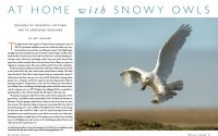 Cover of 2015 Spring Living Bird