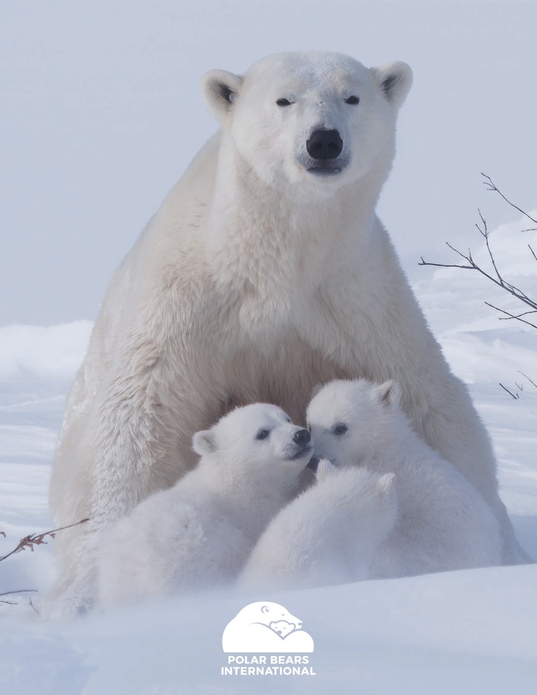 Preview of 2023 Polar Bears International Annual News Magazine