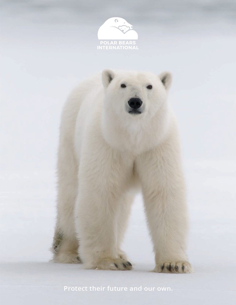 Preview of 2024 Polar Bears International Annual News Magazine