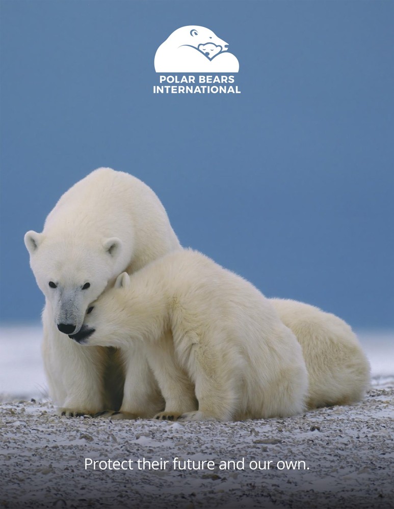 Preview of 2025-2026 Polar Bears International Annual Newsmagazine