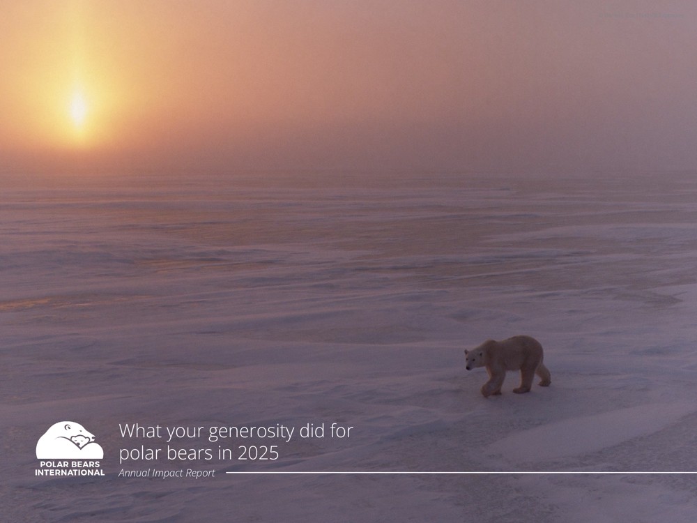 Preview of 2025 Polar Bears International Annual Report