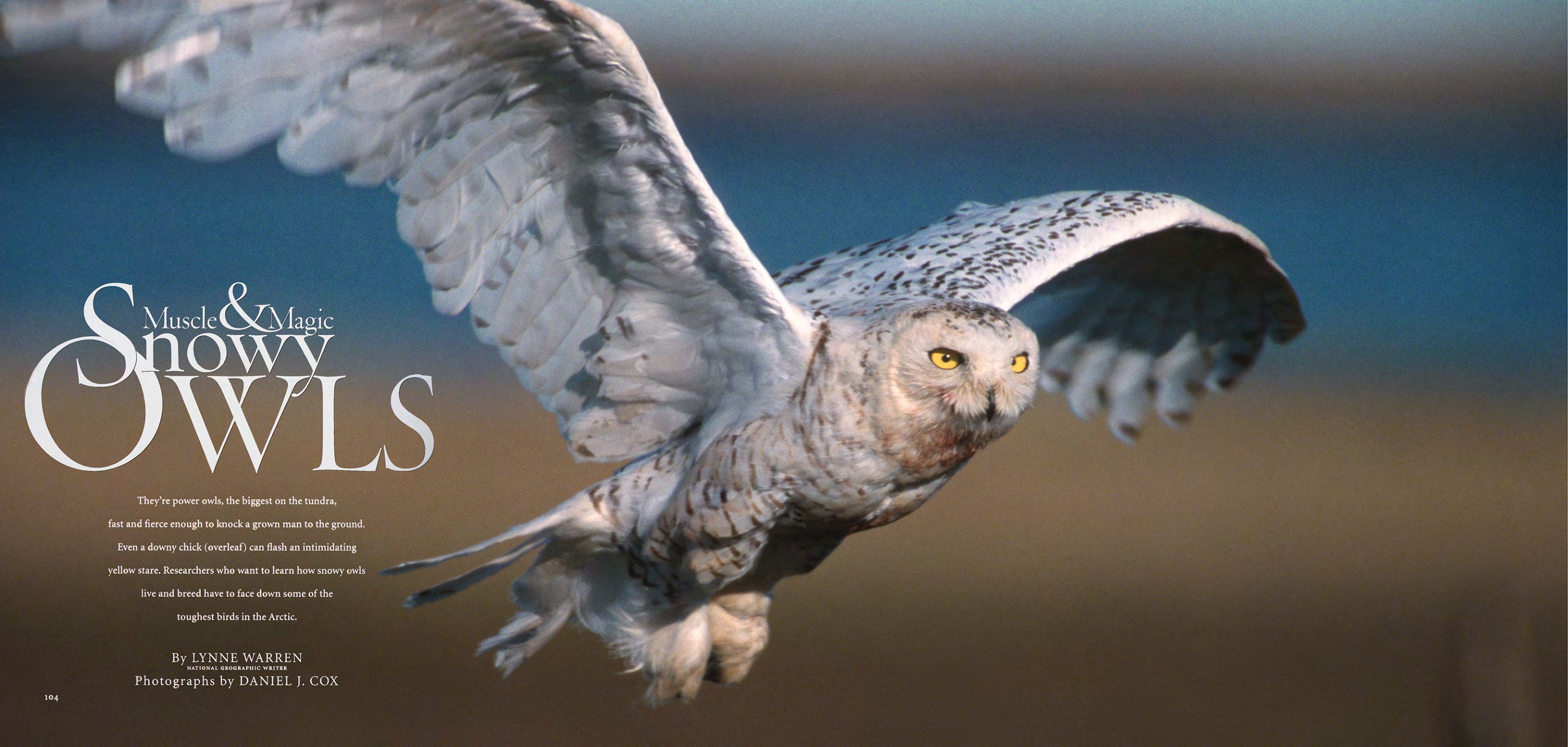Opening spread of Snowy Owls, showing a snowy owl in flight