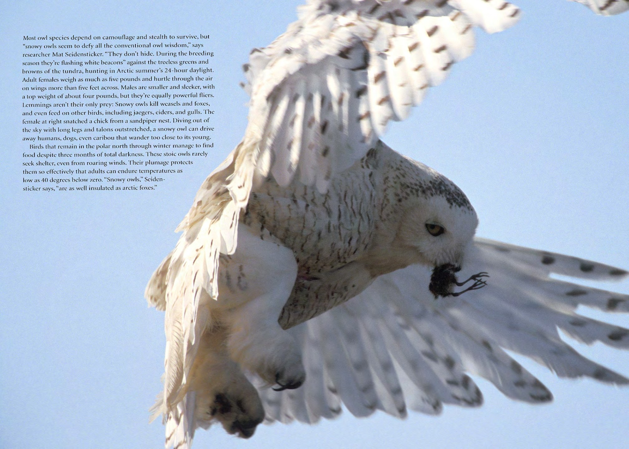 Snowy owl in flight photographed for the Snowy Owls story