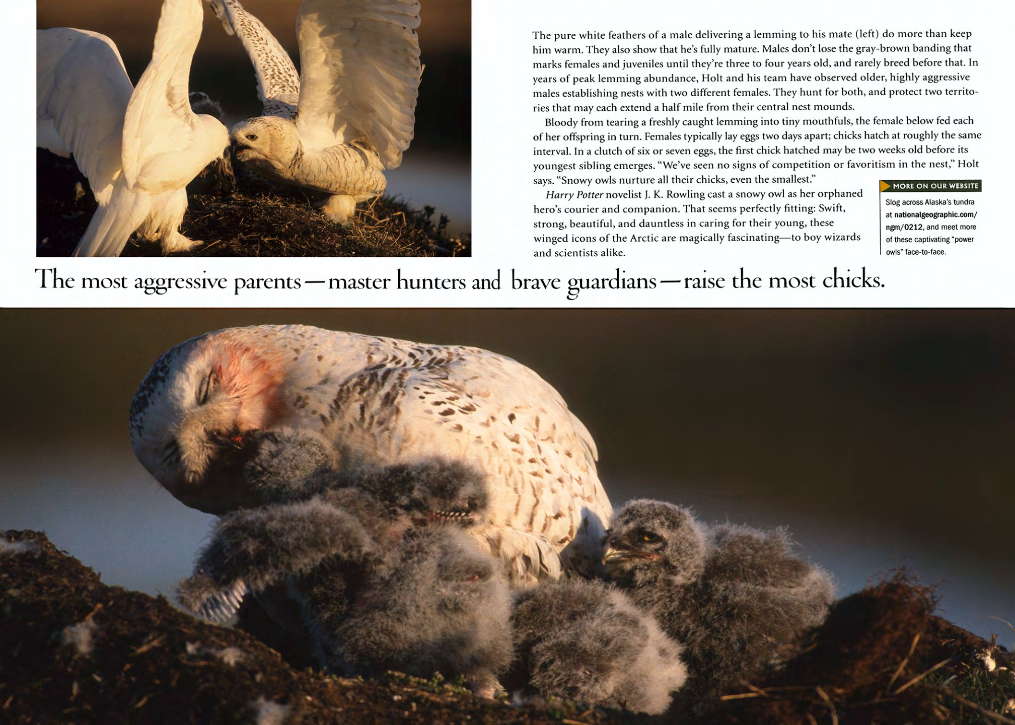 Snowy owl family photographed for the Snowy Owls story