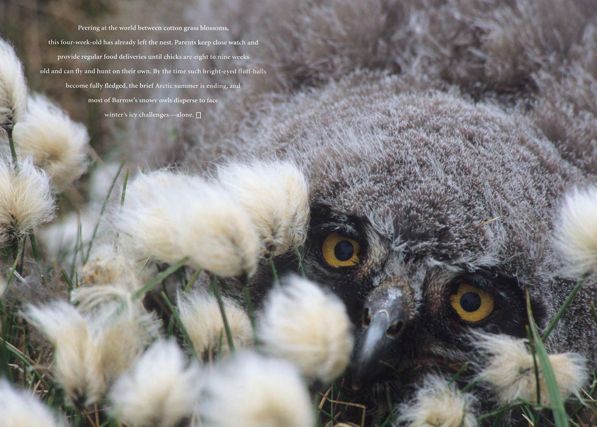 Snowy owl among Arctic cotton grass from the Snowy Owls story