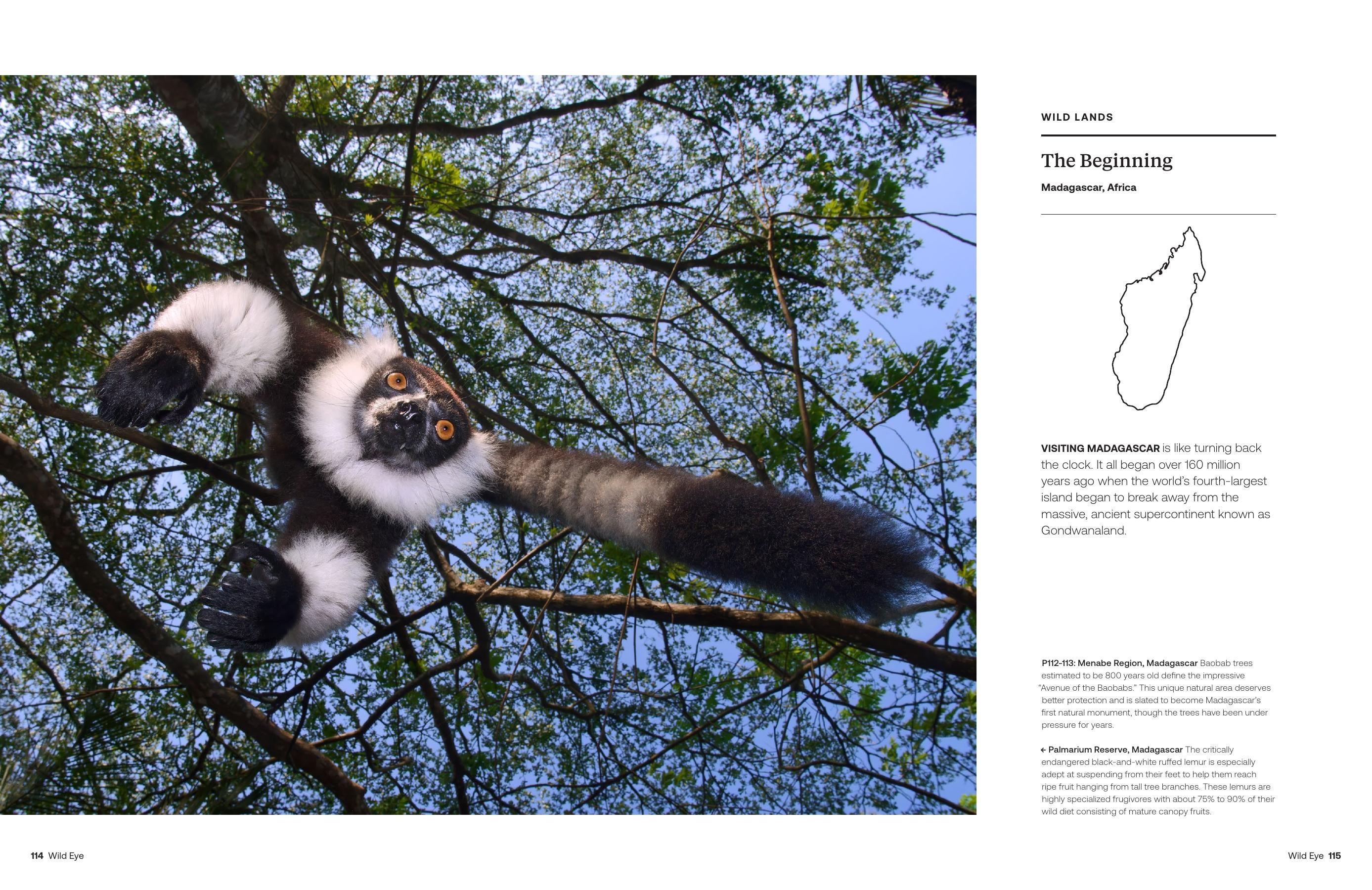 Wild Eye magazine spread showing baobab trees and a black-and-white ruffed lemur in Madagascar