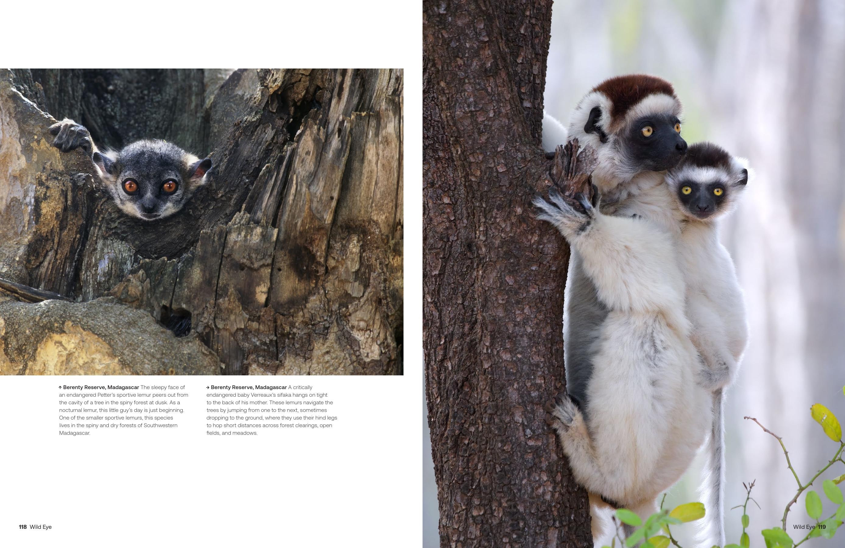 Wild Eye magazine spread showing Madagascar lemurs in the forest