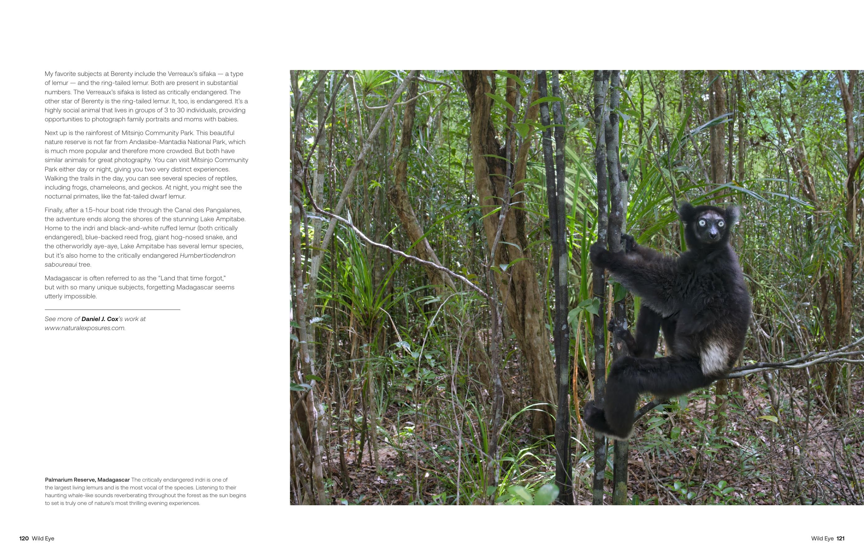 Wild Eye magazine closing spread showing an indri in Madagascar forest