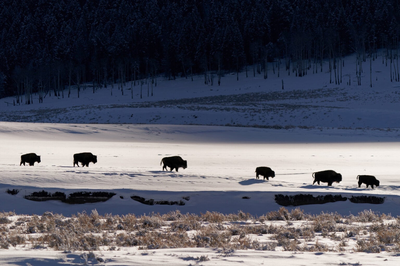 Bison in winter photographed in Yellowstone by Daniel J. Cox