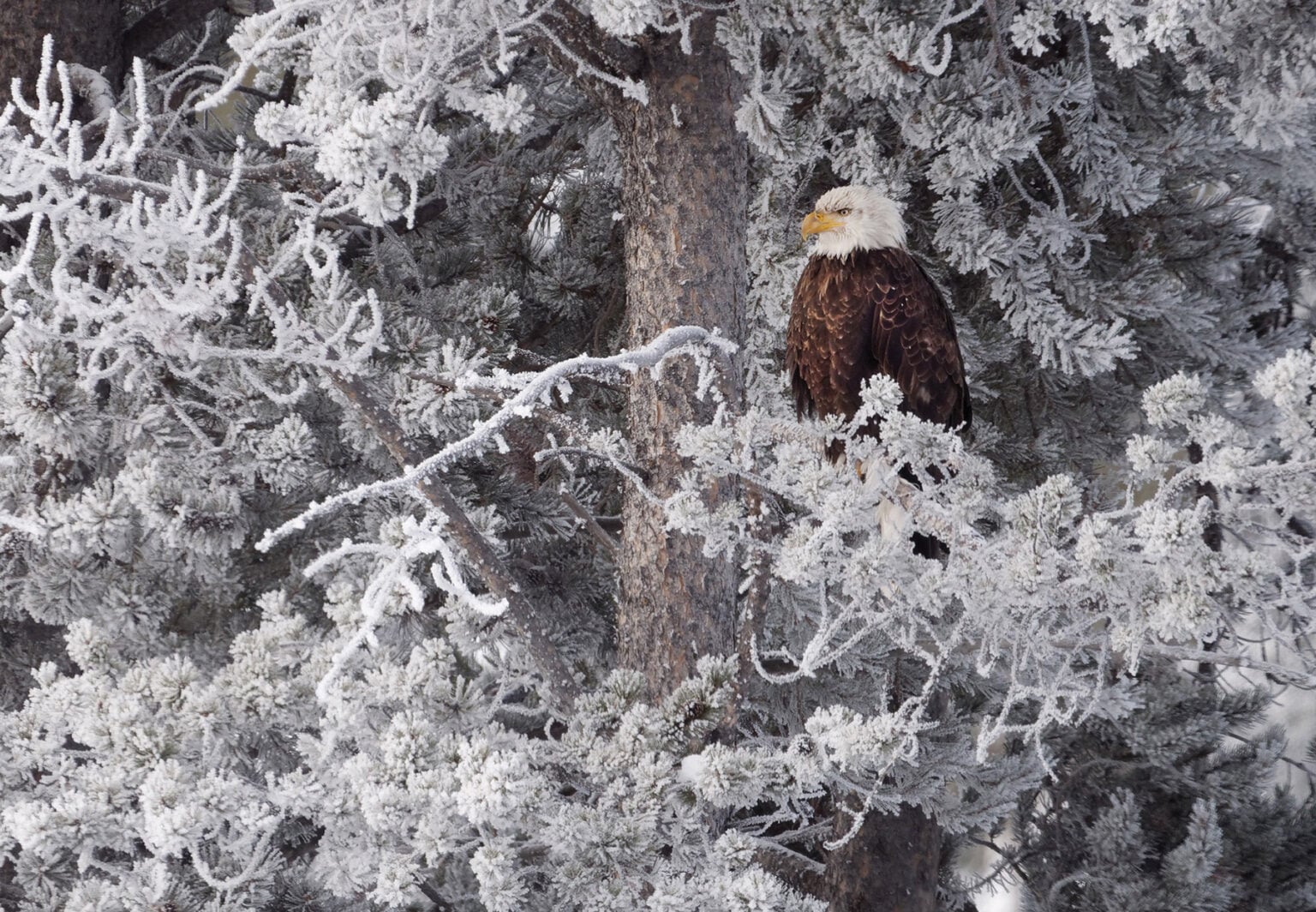 Bald eagle photographed in Yellowstone by Daniel J. Cox