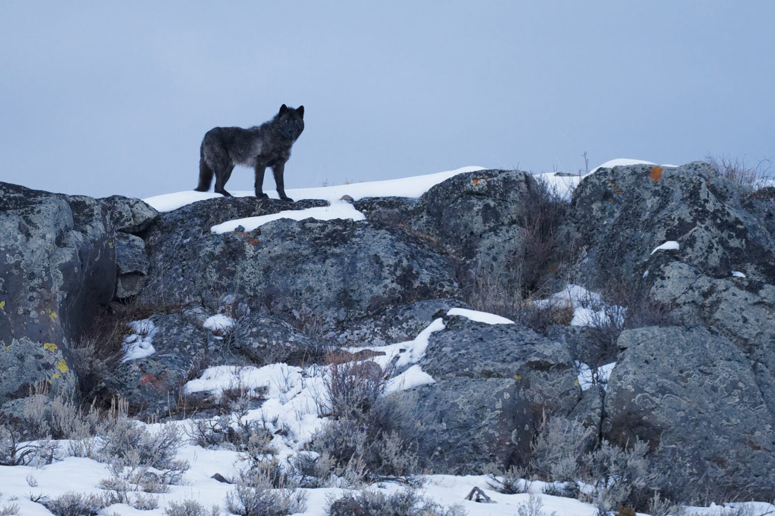 Wolf in Yellowstone photographed by Daniel J. Cox