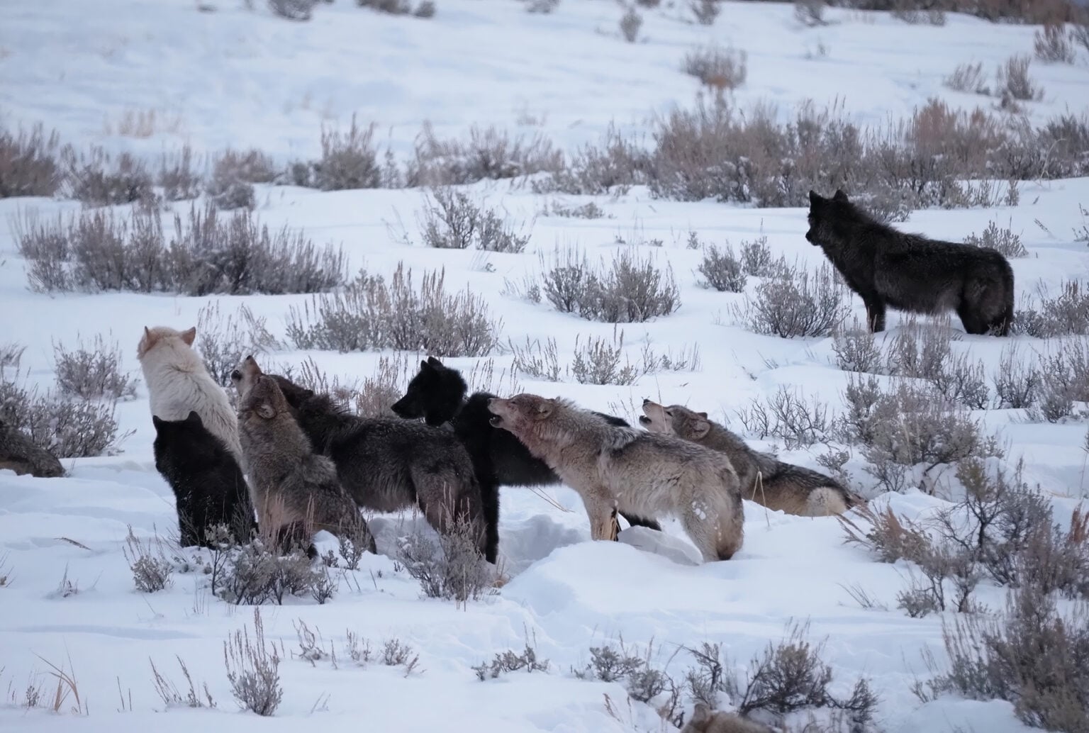 Wolves in Yellowstone photographed by Daniel J. Cox
