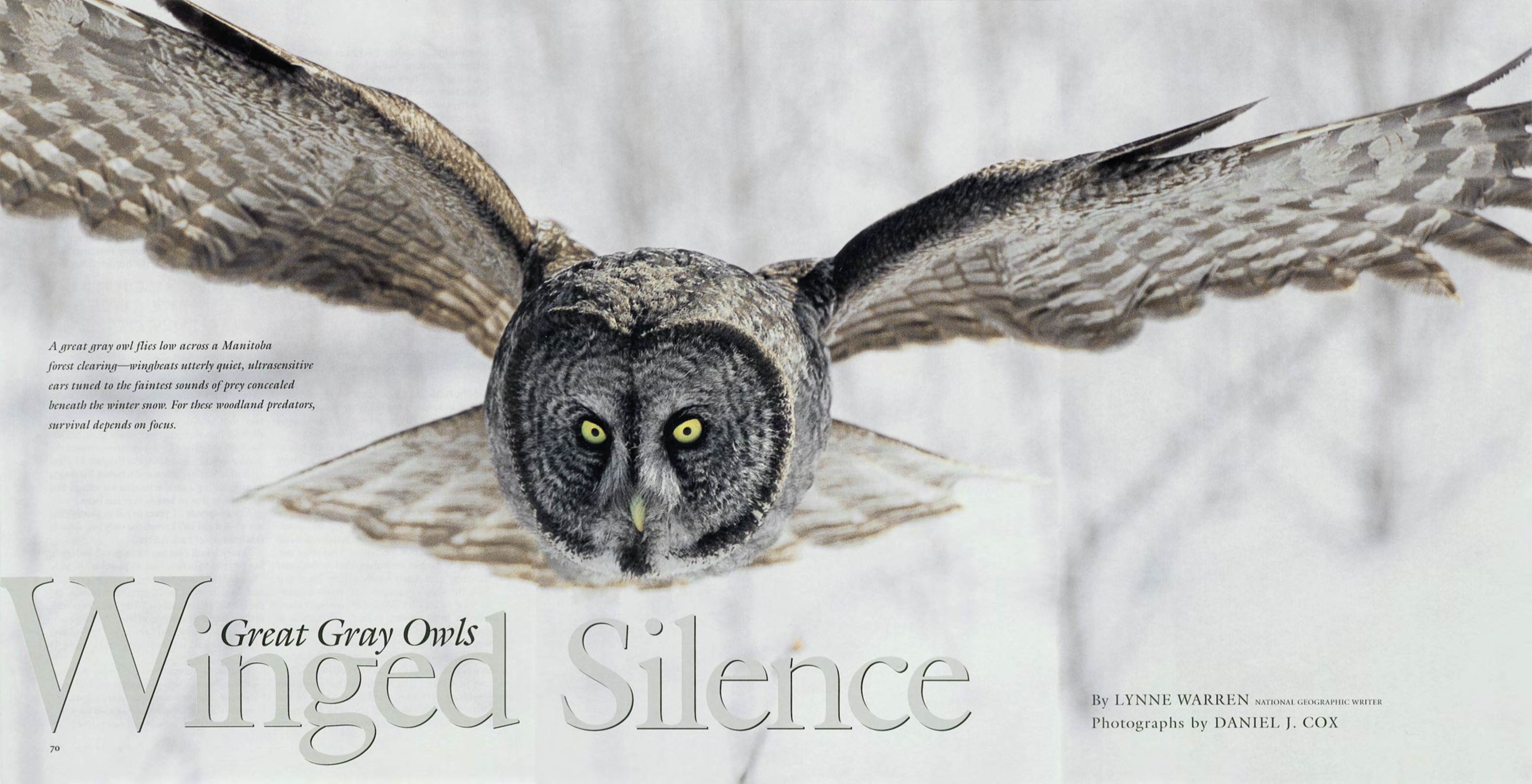 Opening spread of Winged Silence, showing a great gray owl in flight