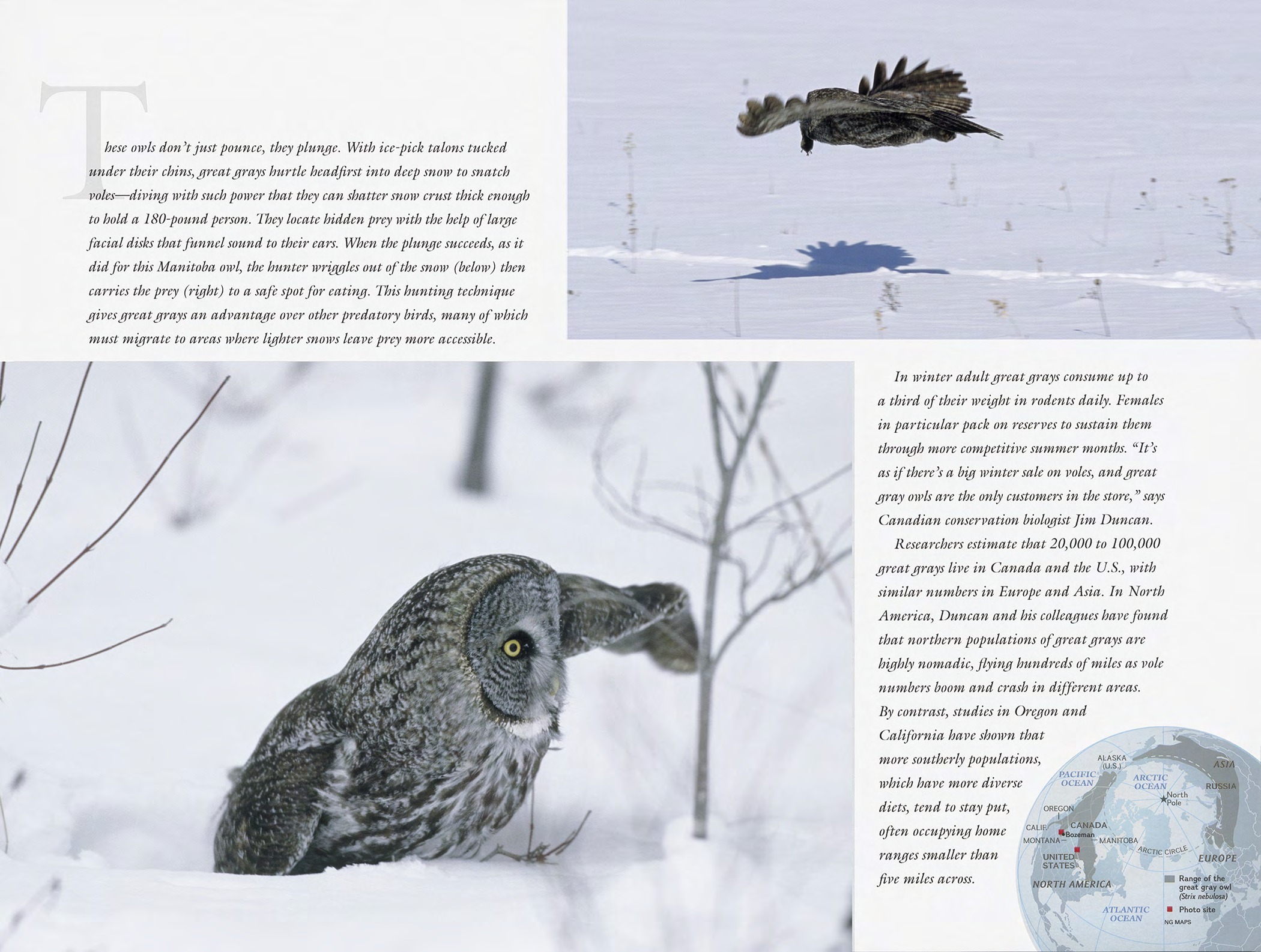 Great gray owl photographed in snow for the Winged Silence story