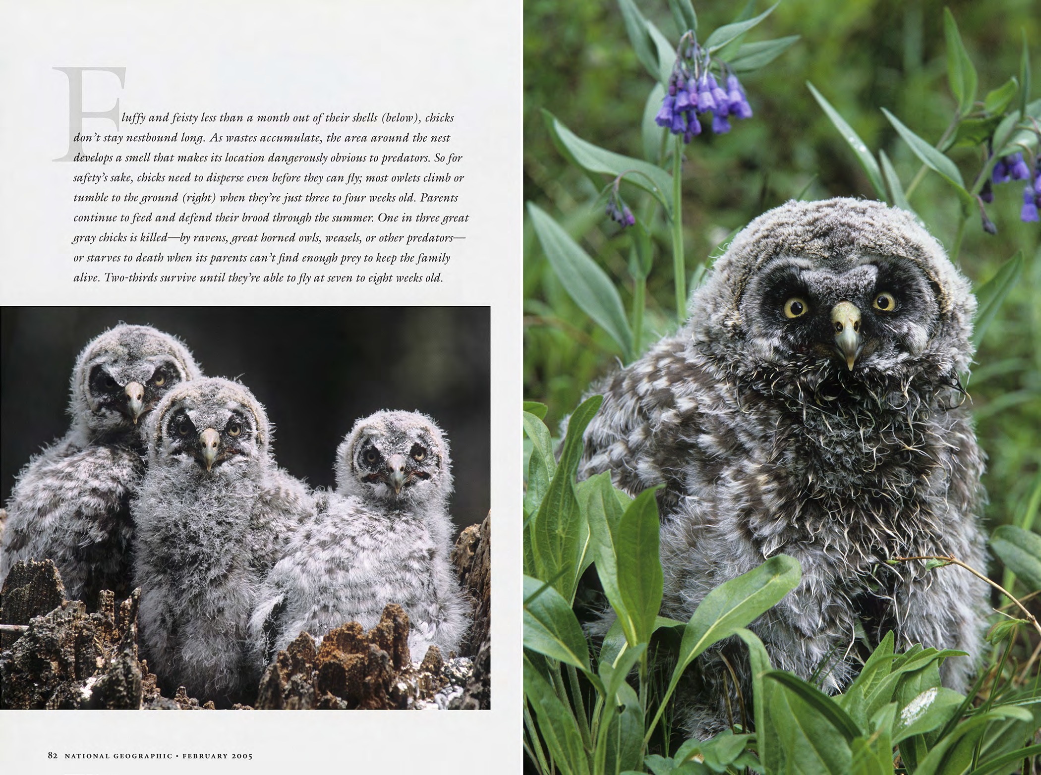 Great gray owl chicks and young owl photographed for Winged Silence