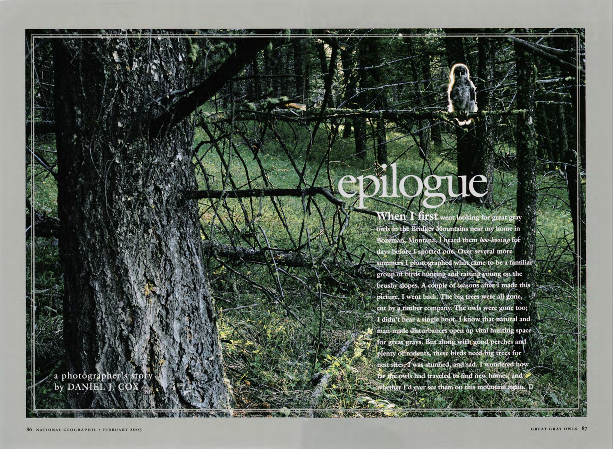 Epilogue page from Winged Silence featuring a great gray owl in a forest