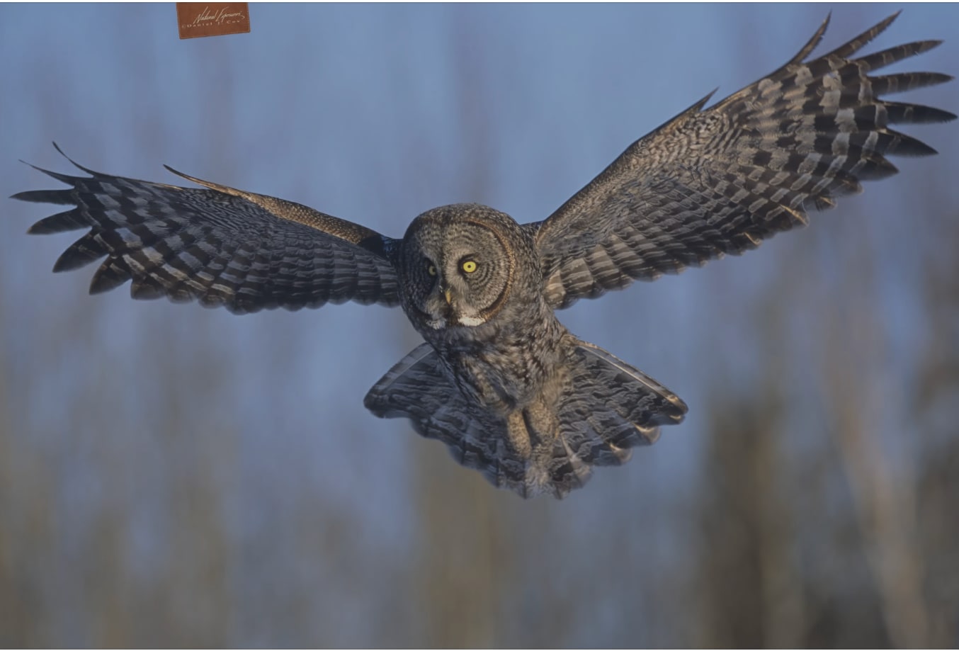 Great gray owl in flight