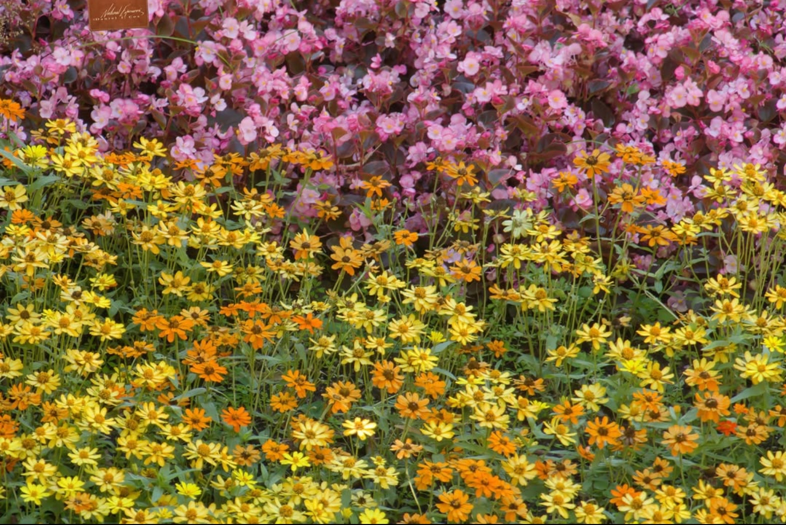 Yellow and orange wildflowers below pink blossoms