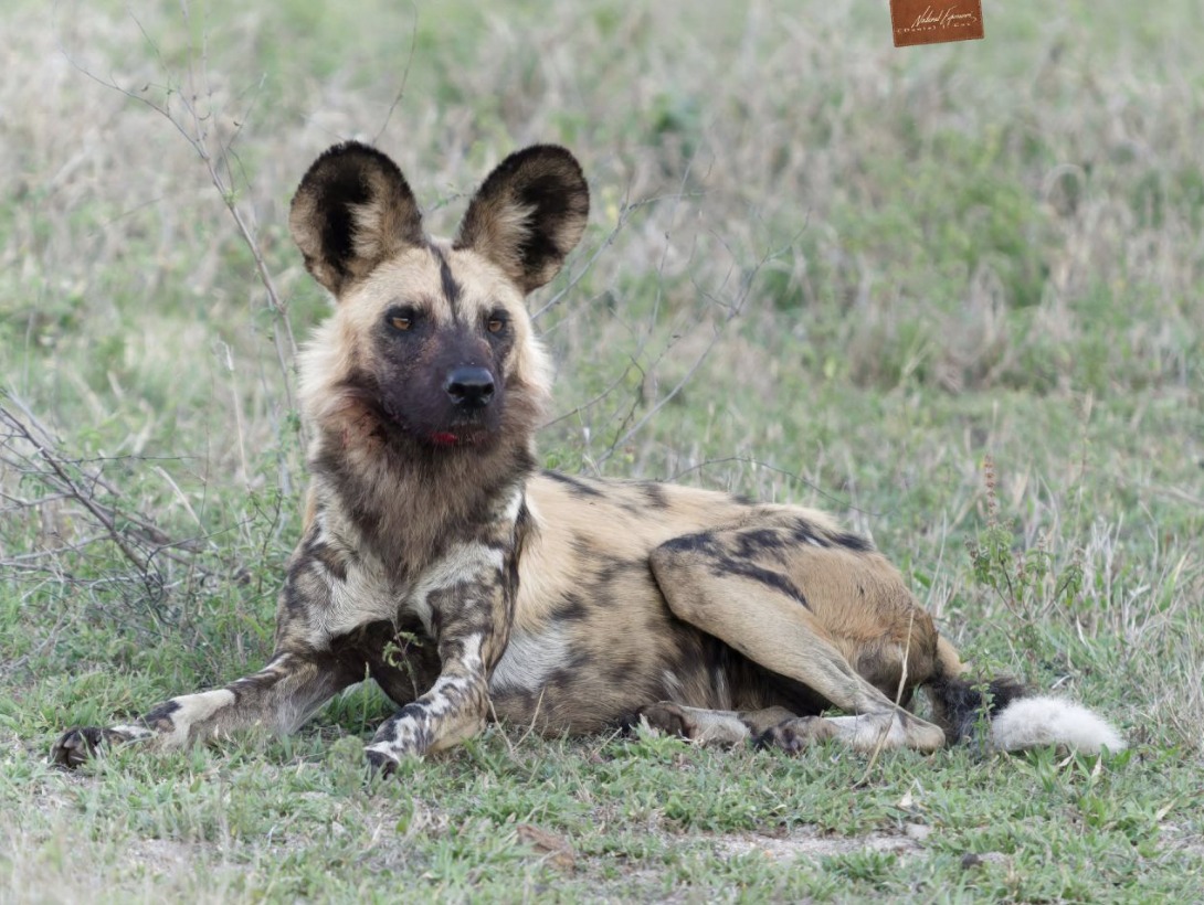 African wild dog resting in grass