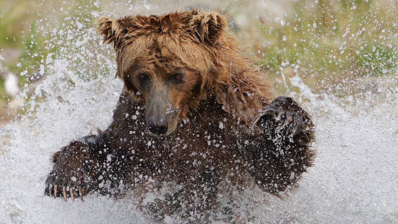 Alaska brown bear splashing while fishing for salmon